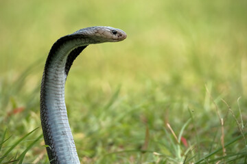 Closeup head of king cobra snake
