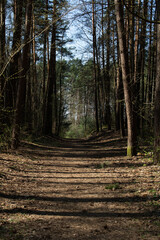 Obraz premium tree, nature, forest, plant, road, green, wood, travel, light, scenic