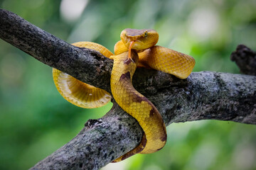 Trimeresurus puniceus hanging on a branch