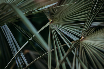 Close up of green palm leafs on a dark green background