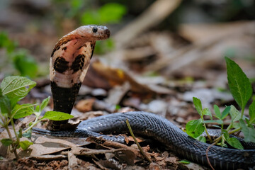 Cobra snake ready to attack