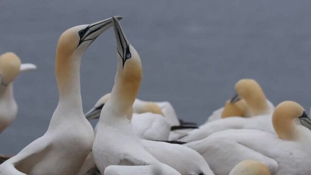 Pair of Northern gannets (Morus bassanus) in courtship