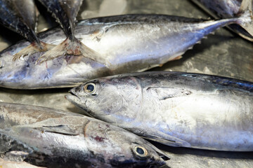 Obraz premium Close-up of longtail tuna for sale in market