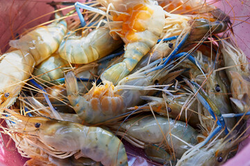 Fresh shrimp in plastic bowl