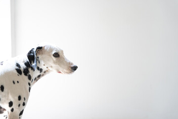 Dalmatian with attentive gaze against a white background