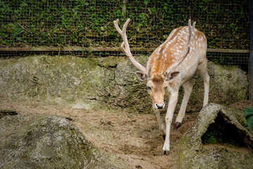 Whitetail deer fawn still in spots
