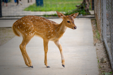 Whitetail deer fawn still in spots