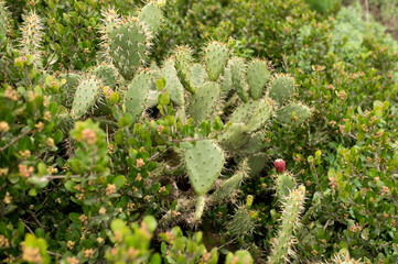 Prickly pear cactus in dense brush