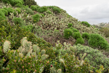 Hillside covered in cactus and shrubs