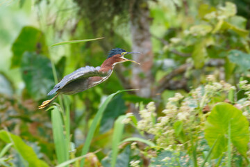 a Green Heron flies with it's mouth open