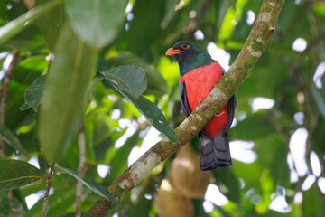 a Slaty-tailed Trogon looks for food from a tree branch