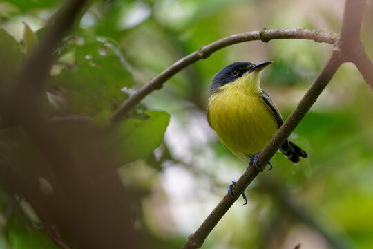 a Common Tody Flycatcher sits on a branch