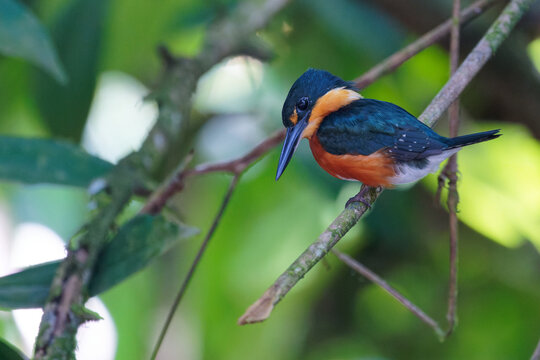 a male Pygmy Kingfisher hunts for fish