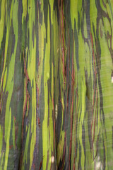 Rainbow eucalyptus tree trunk in Sítio Burle Marx, Guaratiba