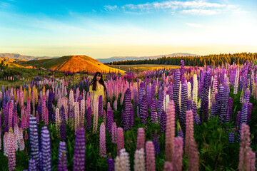 beautiful girl in yellow dress enjoying a walk in the field of lupins on sunset; colorful flowers...