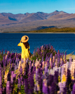 beautiful girl in yellow dress and hat standing on the field of colorful lupins and enjoying the sunset over lake tekapo; unique flowers near mountaineous lake in new zealand, south island, canterbury
