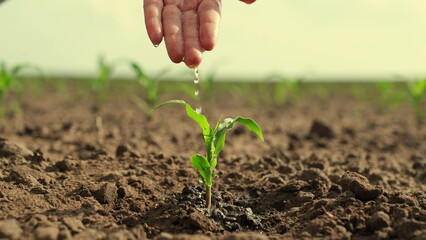 Water flows down arm, drips into ground, waters sprout. Agricultural industry. Farmer its pouring water on dirty hand, on green sprout. Seedling closeup. Growth time plants. Concept of cultivation