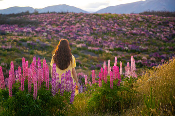 beautiful girl in yellow dress enjoying a walk in the field of lupins on sunset; colorful flowers...