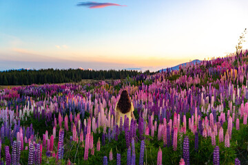 beautiful girl in yellow dress enjoying a walk in the field of lupins on sunset; colorful flowers of lupins blooming near lake pukaki, canterbury, new zealand