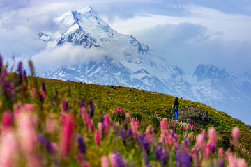hiker girl standing on the field of lupin flowers with mighty peak of mount cook in front of her  blooming colorful flowers near lake pukaki, canterbury, new zealand south island