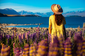 beautiful girl in yellow dress and hat standing on the field of colorful lupins and enjoying the sunset over lake tekapo  unique flowers near mountaineous lake in new zealand, south island, canterbury