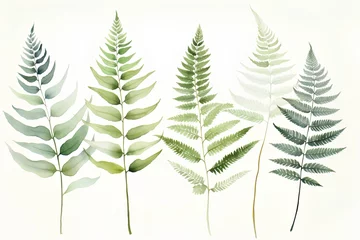 Fotobehang Watercolor set of fern leaves isolated on white background. Hand drawn illustration. © hungryai