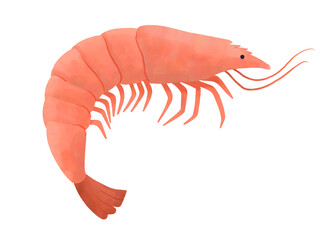 Shrimp Illustration