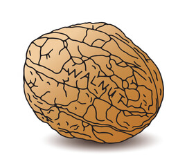 walnut and walnut on the word