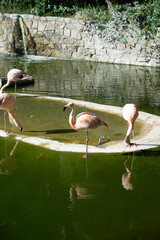 Four pink flamingos drinking water at the zoo.