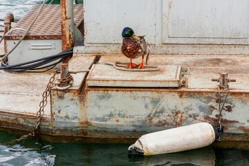 Domestic Duck (Anas platyrhynchos domesticus) on rusty desk, Lake Geneva, Geneva ,Switzerland