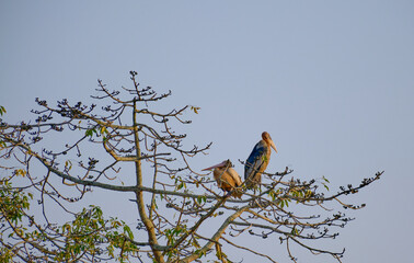A Pelican shares space with a Greater Adjutant Stork at Kaziranga National Park, Assam, India