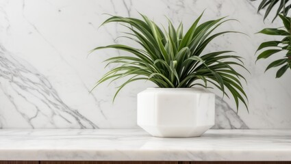 Vase and plants on white marble table and background