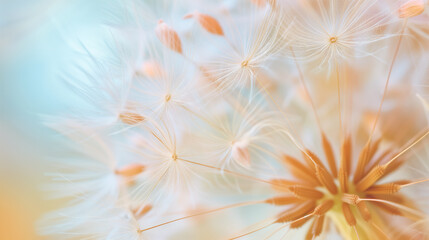 Dandelion seed head with soft focus and warm tones.