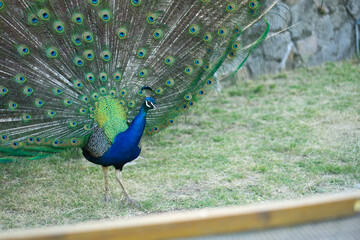 Obraz premium A blue peafowl spreading its tail with incredible colors.