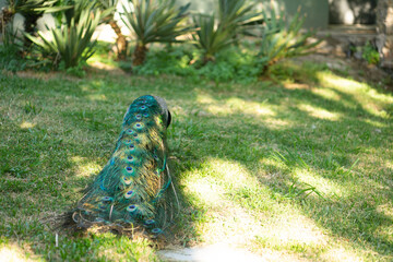 Close-up of the green feathers of a peafowl.
