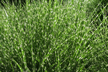 Lush tall green bush grass in summer meadow in bright sunlight, nature landscape lifestyle background