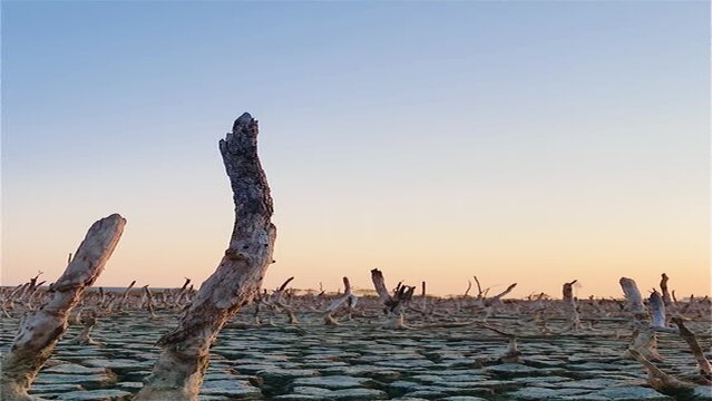 Destruction mangrove forest scenery, destruction mangrove forest is an ecosystem that has been severely degraded or eliminated such as habitat, and pollution, take care of the mangrove forest.