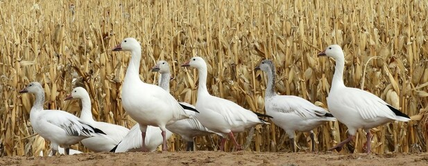 a  gaggle of  snow geese standing in  a corn field in their winter habitat of bernardo state...