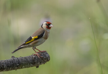 European Goldfinch in the branch	