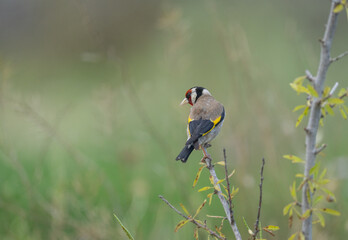 European Goldfinch in the branch	