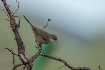 female sardinian warbler on the branch	