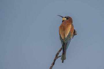 European Bee-eater on the branch	