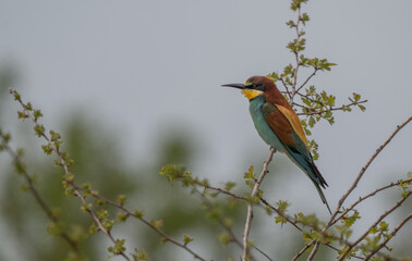 European Bee-eater on the branch	