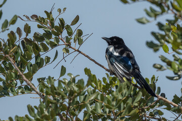 The eurasian magpie in the tree	