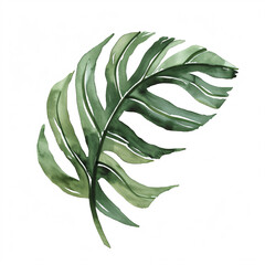 Fototapeta na wymiar Palm leave of the plants in watercolor style Handawn illustration