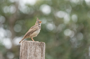 The crested lark singing on the trunk
