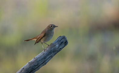 Common Nightingale on the branch	