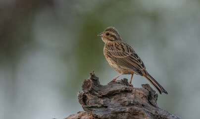 female cirl bunting on a branch	