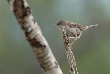 female sardinian warbler on the branch	
