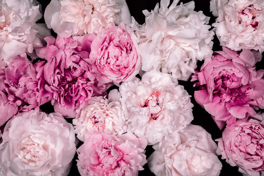 Draufsicht auf eine Querfläche mit rosa und weissen Pfingstrosenblumen auf schwarzen Untergrund